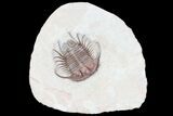 Spiny Cyphaspides Trilobite - Jorf, Morocco #96827-3